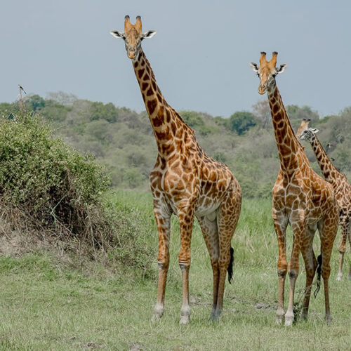 Akagera National Park