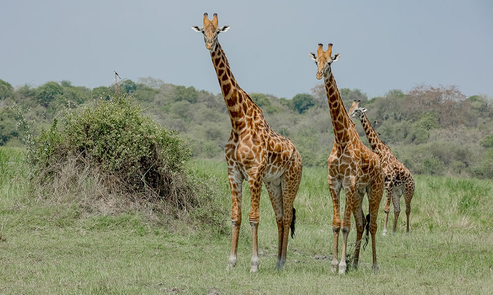 Akagera National Park