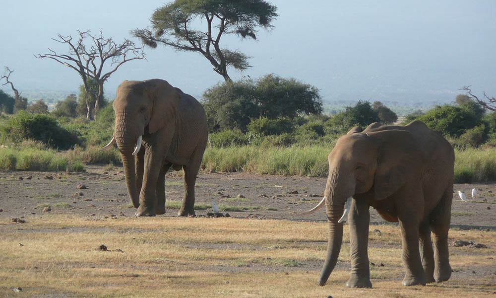 3 Days Amboseli National Park Safari