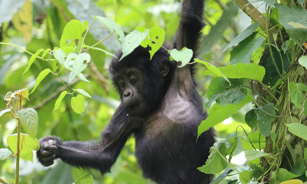 5 Days Mountain Gorilla Trekking in DRC