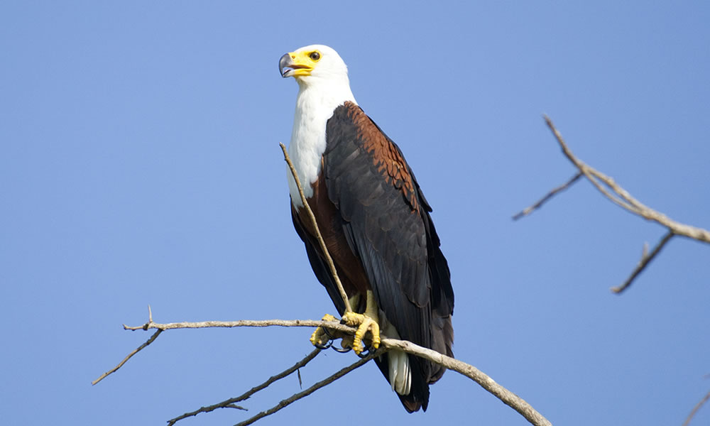 Birding in Volcanoes National Park