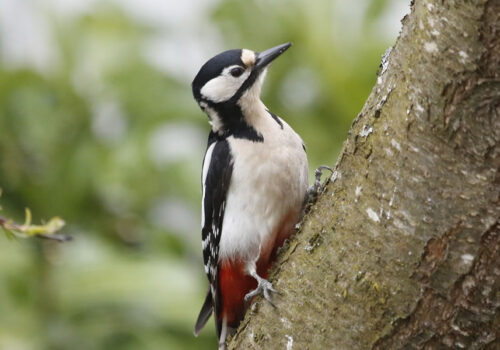 4 Days Bird Watching Safari in Burundi