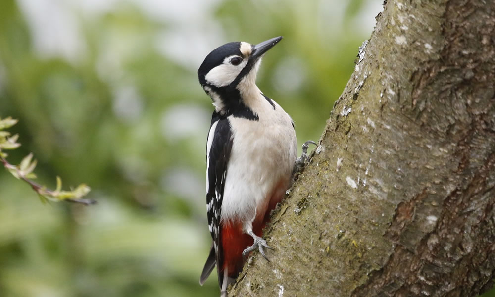 4 Days Bird Watching Safari in Burundi