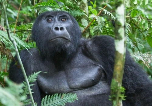 Bwindi Impenetrable National Park