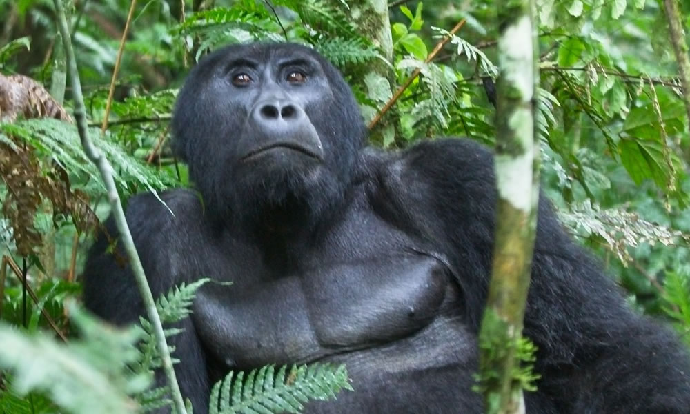 Bwindi Impenetrable National Park