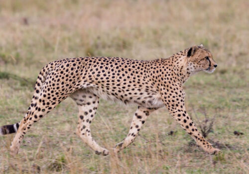 6 Days Best of Kenya Wildlife Safari