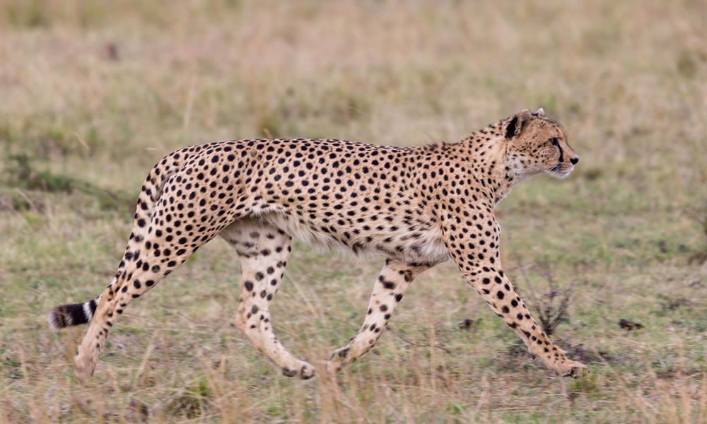 6 Days Best of Kenya Wildlife Safari