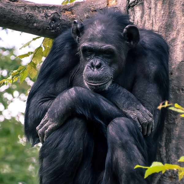 4 Days Lwiro Chimpanzee Sanctuary Congo Tour