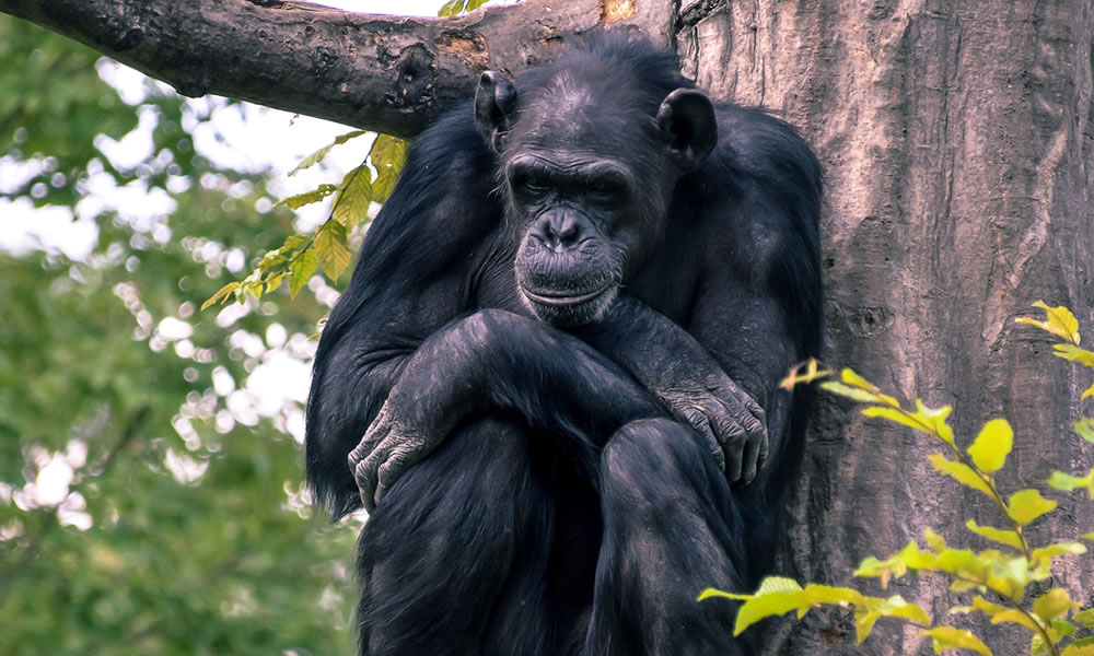 4 Days Lwiro Chimpanzee Sanctuary Congo Tour