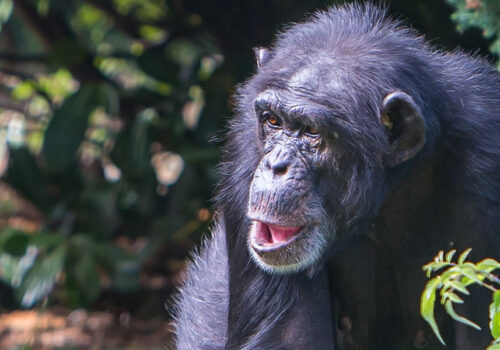 3 Days Chimpanzee Tracking Safari in Burundi