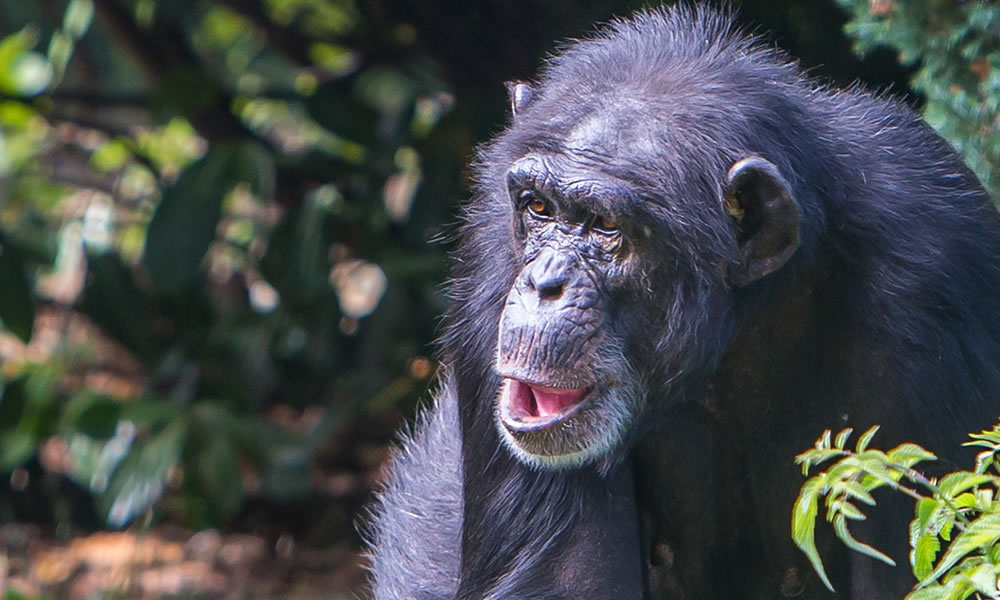 3 Days Chimpanzee Tracking Safari in Burundi