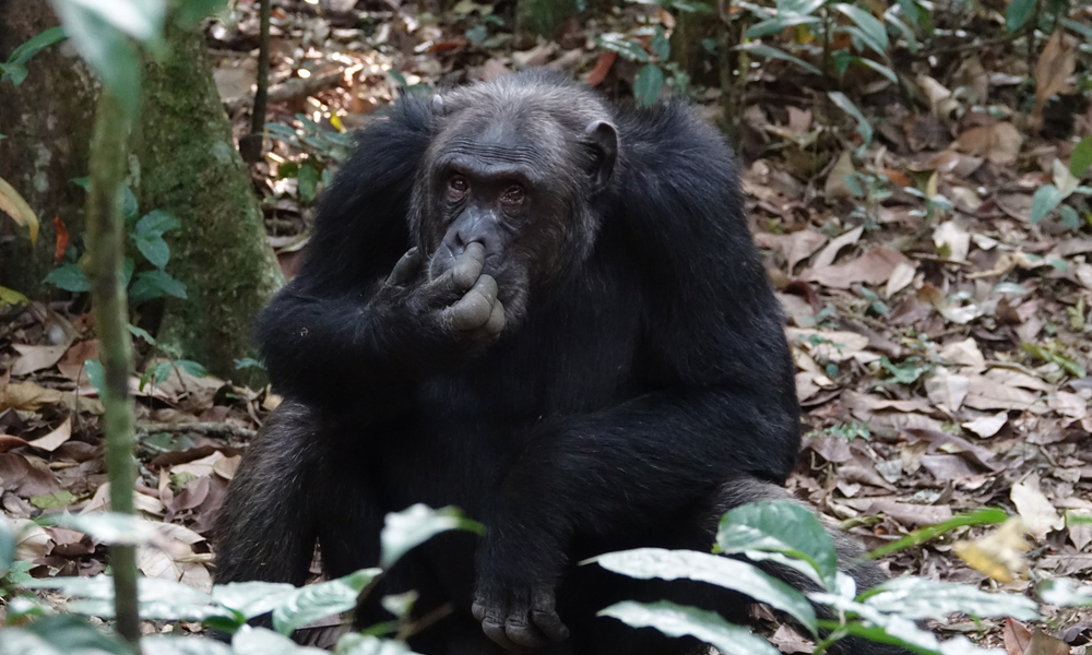 3 Days Kibale Chimpanzee Tracking Tour