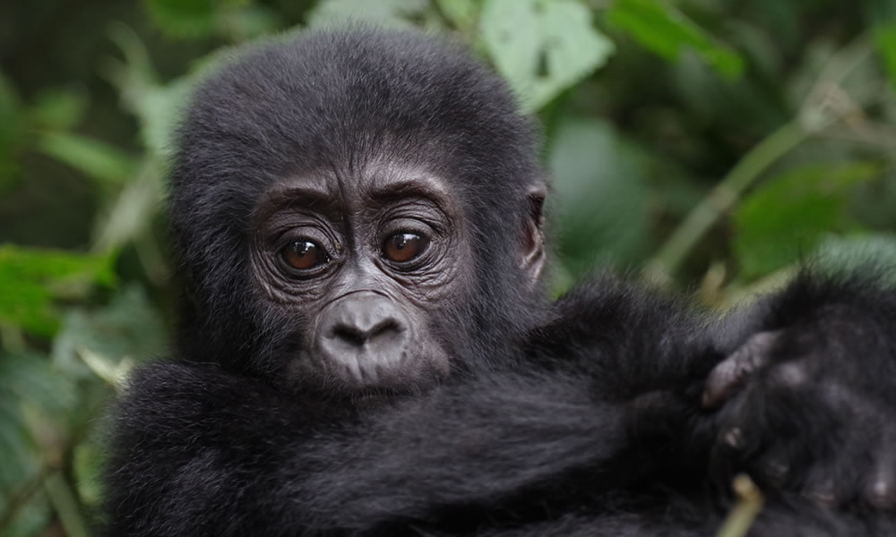 4 Days Gorilla Trekking in Virunga National Park