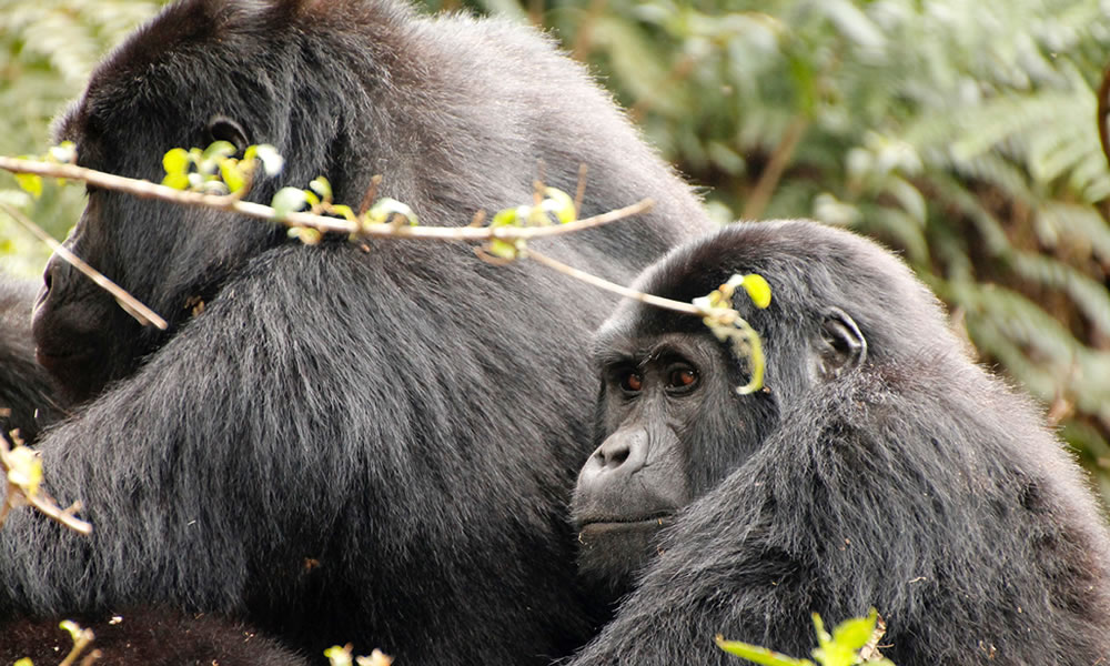 5 Days Lowland and Mountain Gorilla Trekking in Congo