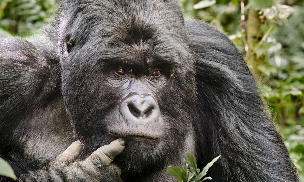 3 Days Virunga National Park Safari