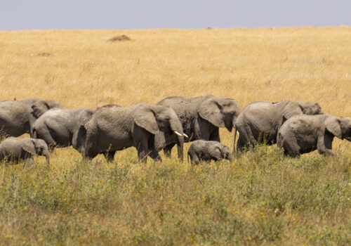 6 Days Northern Tanzania Wildlife Safari