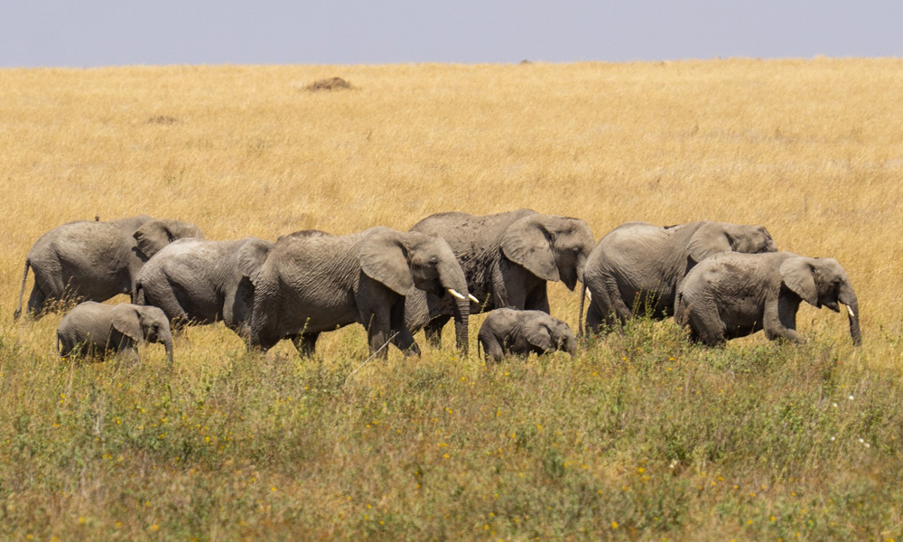 6 Days Northern Tanzania Wildlife Safari