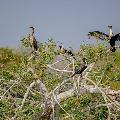 Gishwati Mukura National Park