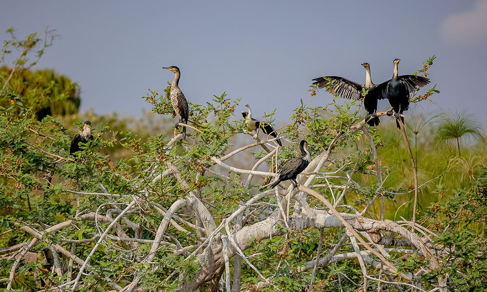 Gishwati Mukura National Park