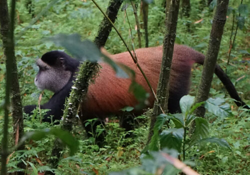 4 Days Gorilla and Golden Monkey Tracking Tour