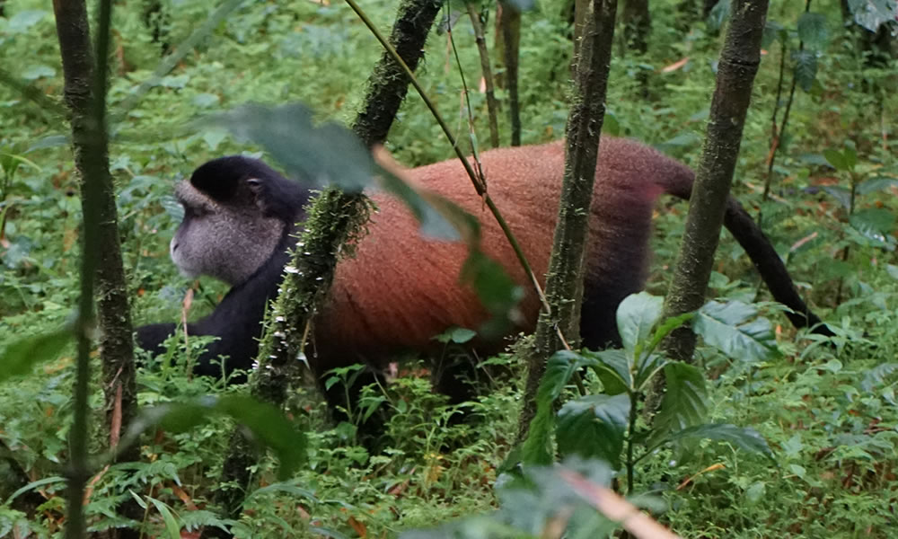 4 Days Gorilla and Golden Monkey Tracking Tour