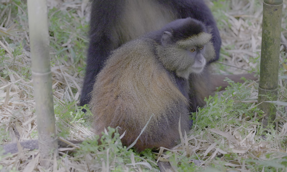 3 Days Golden Monkey Tracking in Mgahinga National Park