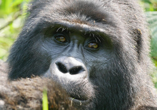 5 Days Gorilla Trekking Safari in Rwanda