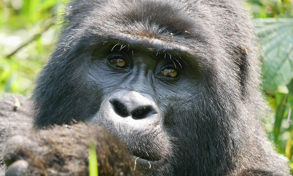 5 Days Gorilla Trekking Safari in Rwanda