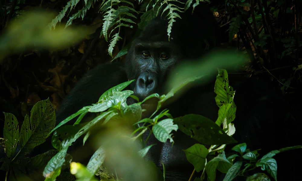 6 Days Rwanda Wildlife and Gorilla Trekking Tour