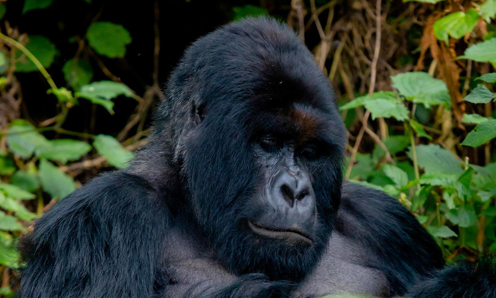 Gorilla Trekking in Volcanoes National Park