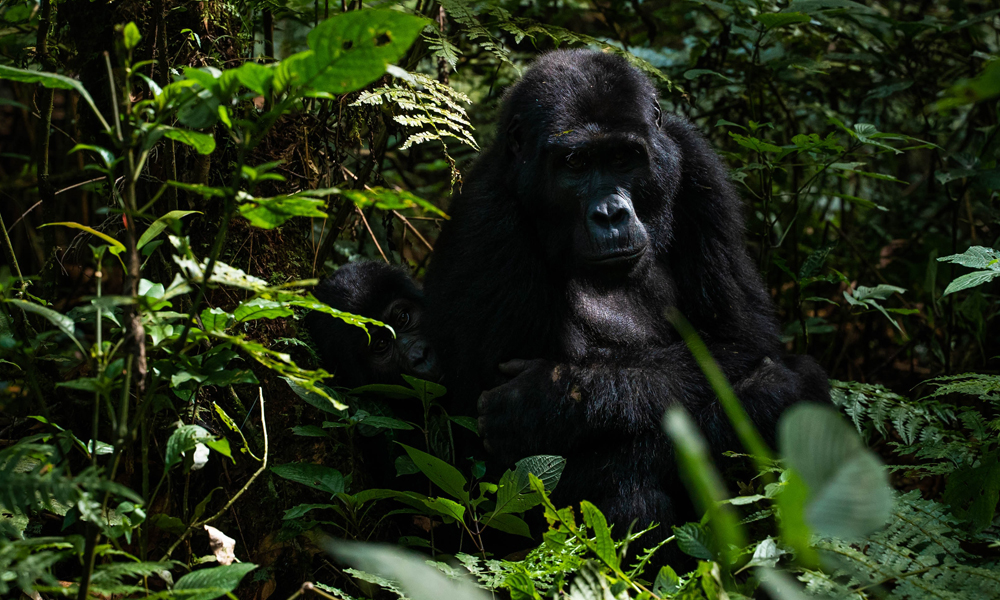 3 Days Uganda Gorilla Trekking Safari