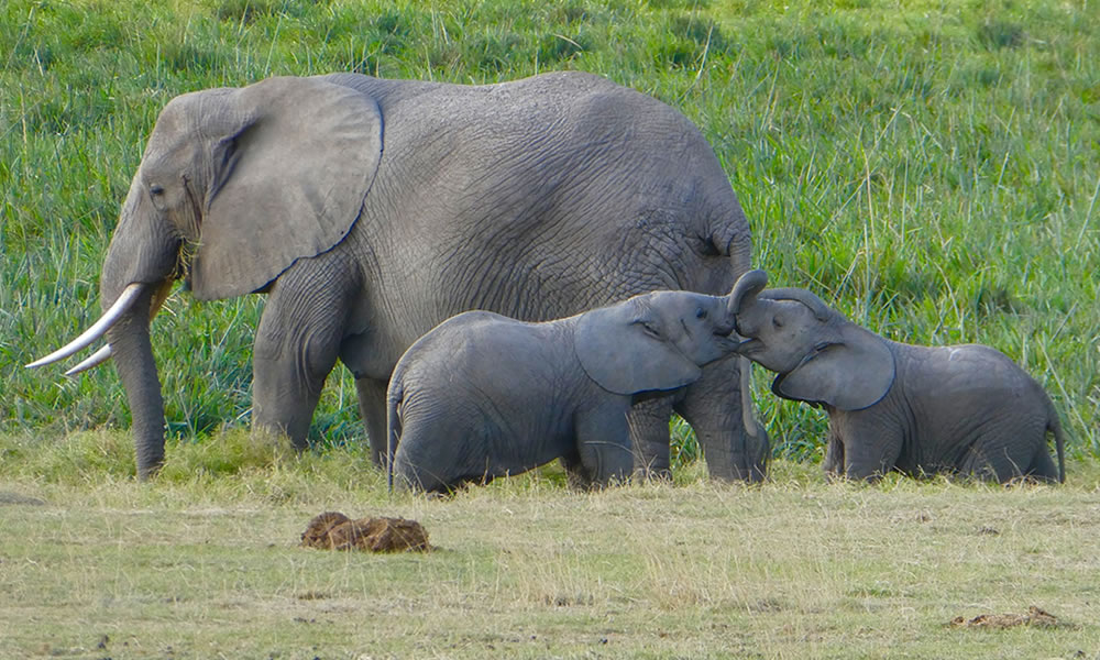 4 Days Kenya Wildlife Safari