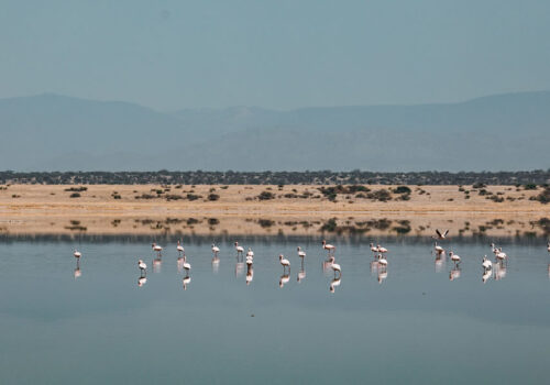 5 Days Masai Mara and Lake Nakuru Tour