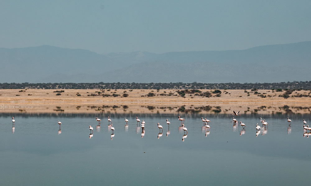 5 Days Masai Mara and Lake Nakuru Tour