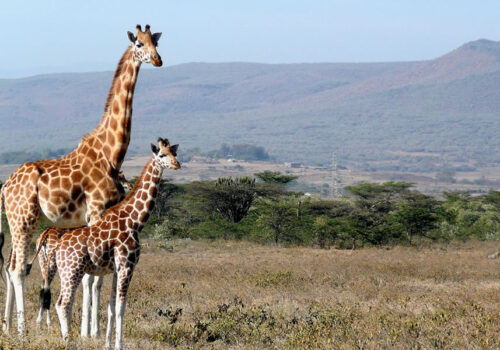 5 Days Wildlife Adventure in Kenya