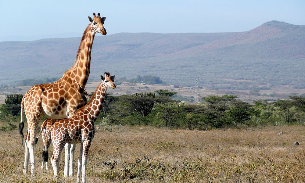 5 Days Wildlife Adventure in Kenya