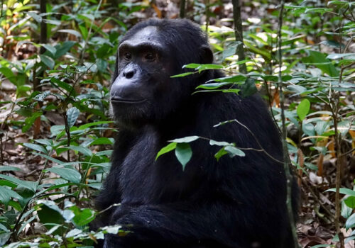 Kibale Forest National Park