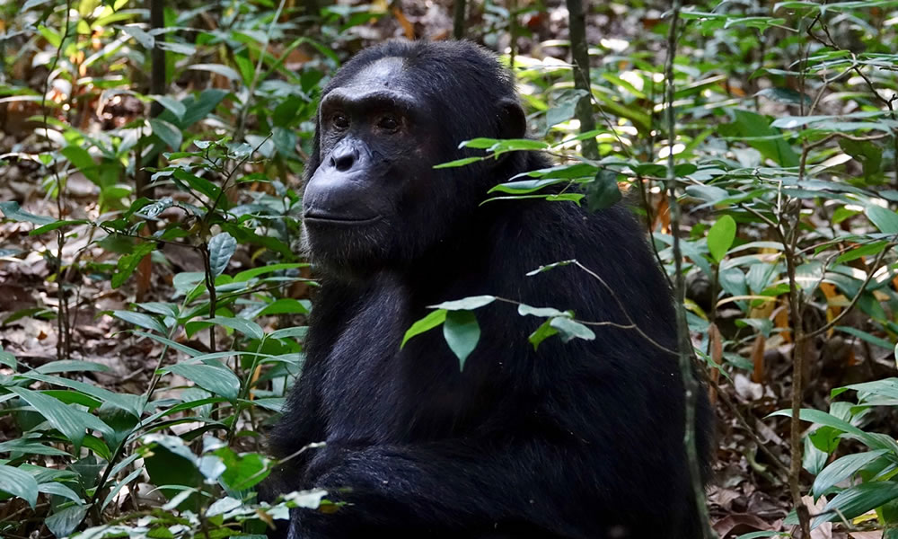 Kibale Forest National Park