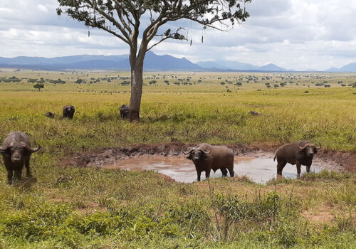 Kidepo Valley National Park