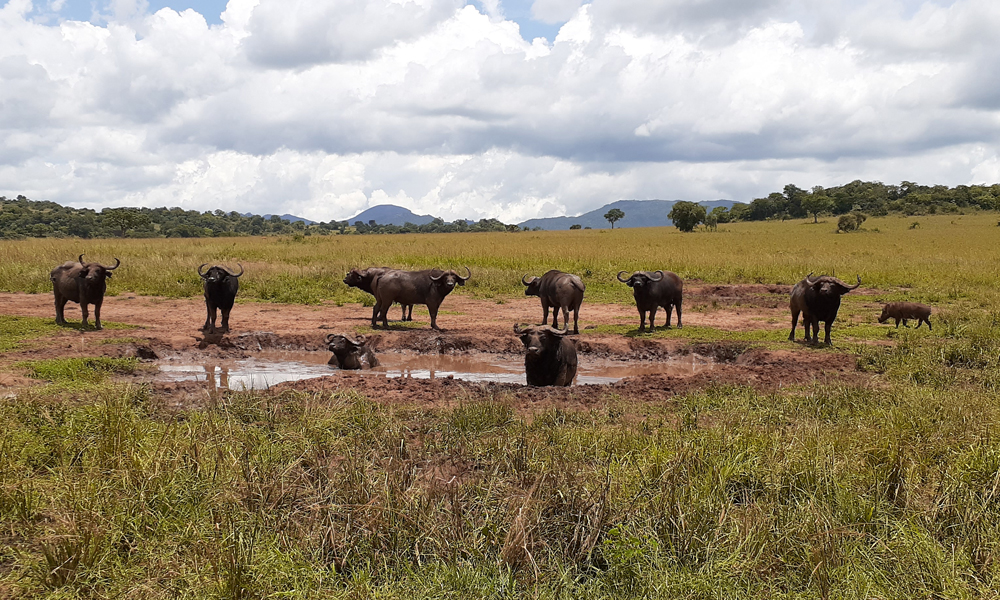 4 Days Uganda Wildlife Safari