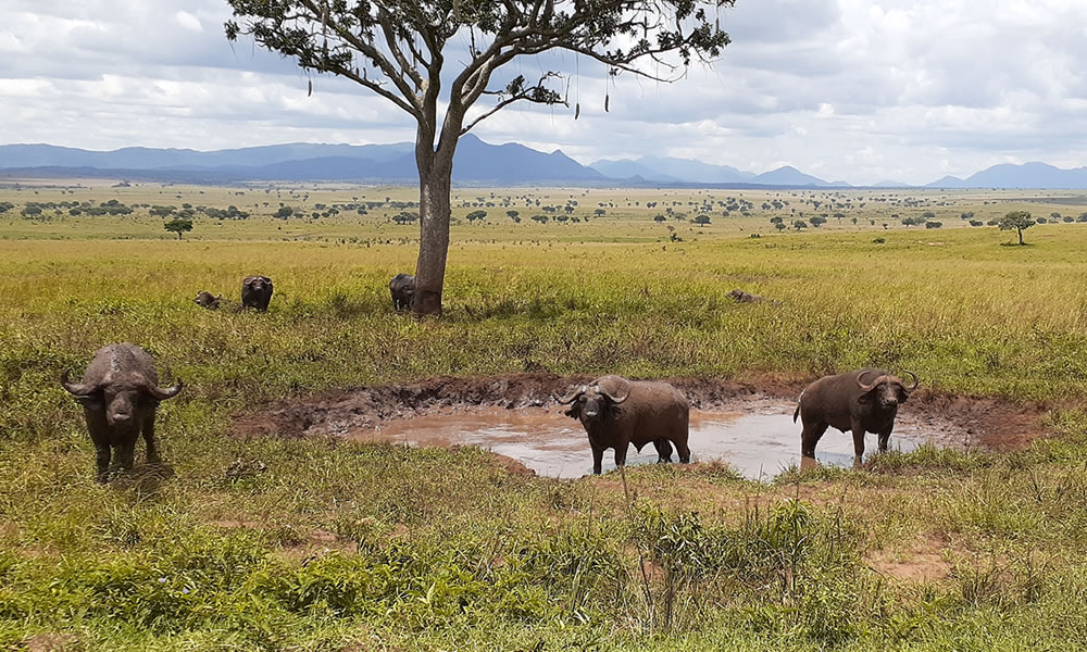 Kidepo Valley National Park