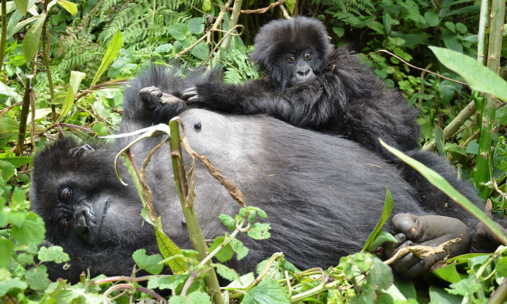 3 Days Lowland Gorilla Trekking Safari