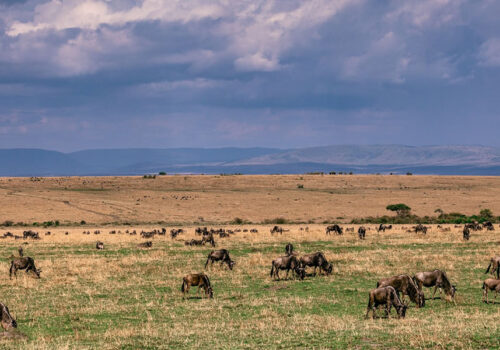 3 Days Kenya Safari to Masai Mara