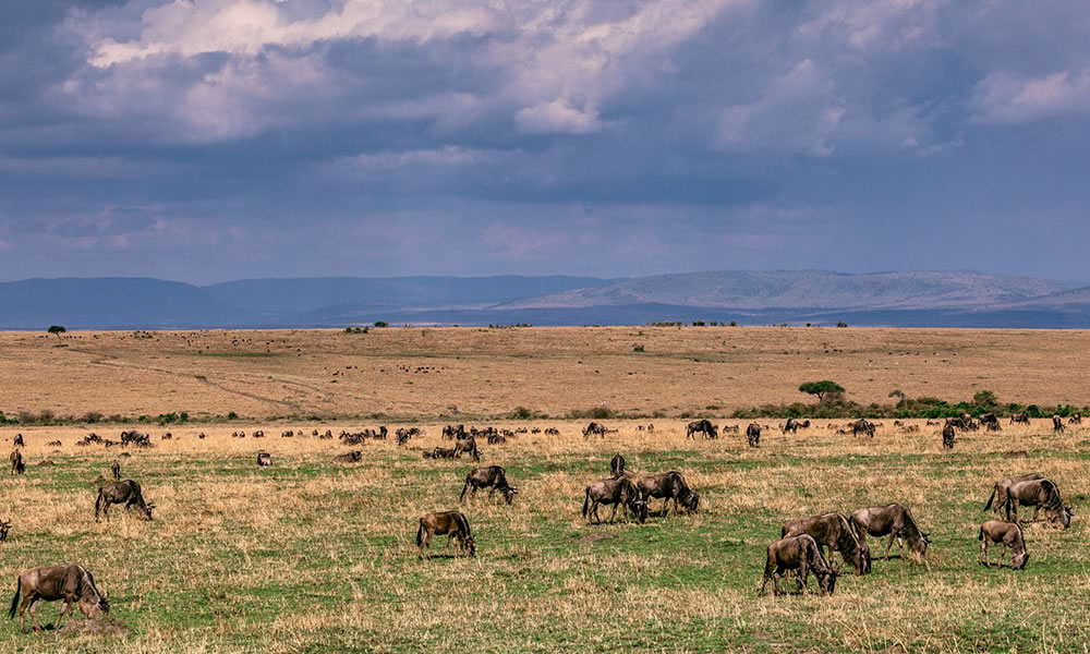 3 Days Kenya Safari to Masai Mara