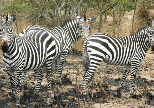 Lake Mburo National Park