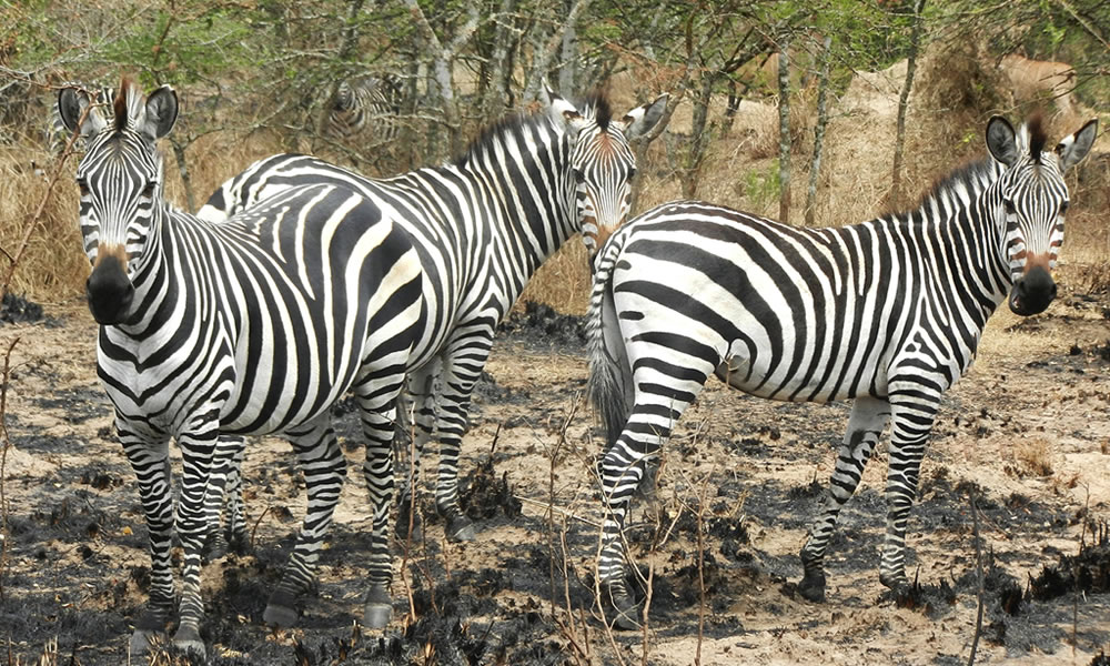 Lake Mburo National Park