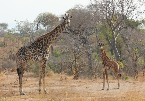 2 Days Mikumi National Park Safari