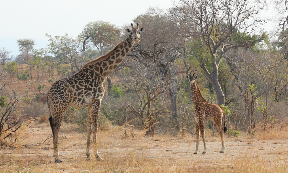 2 Days Mikumi National Park Safari