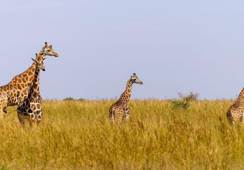 Murchison Falls National Park