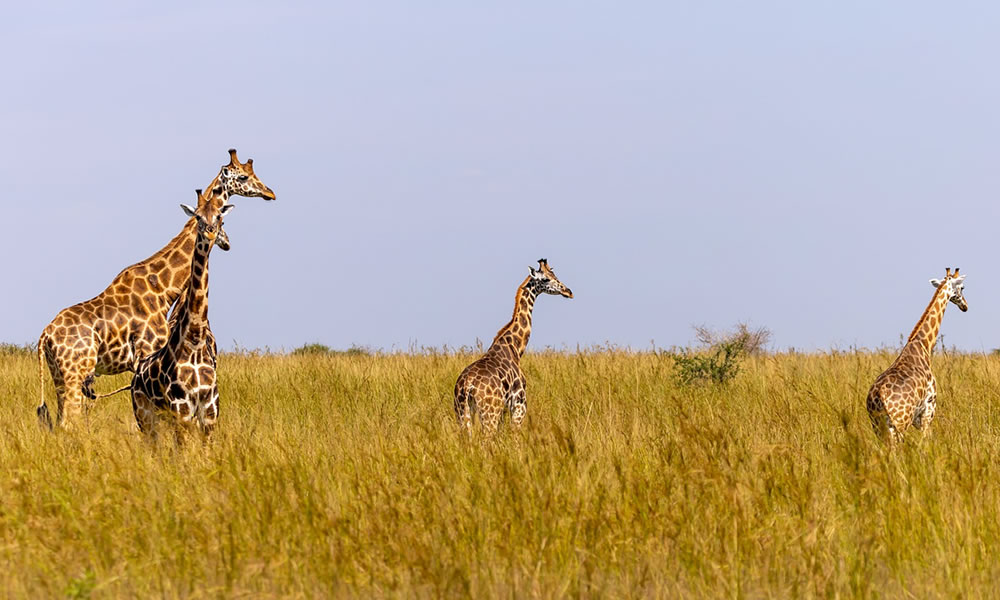 Murchison Falls National Park